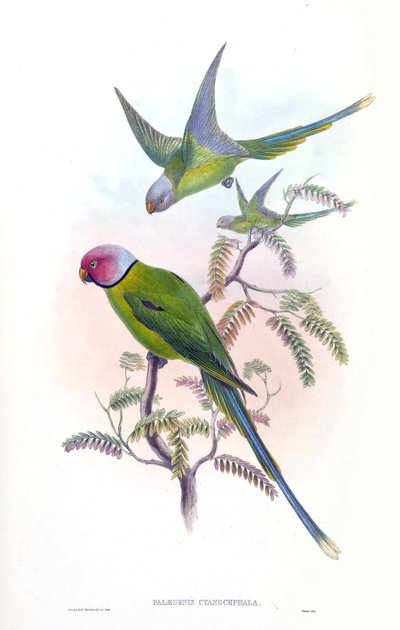 Palaeornis cyanocephalus = Psittacula cyanocephala von John Gould